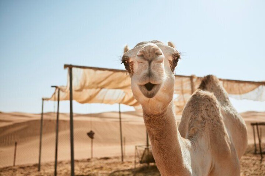 Family Buggy Car Safari & Camel Ride With Transfer - Marsa Alam