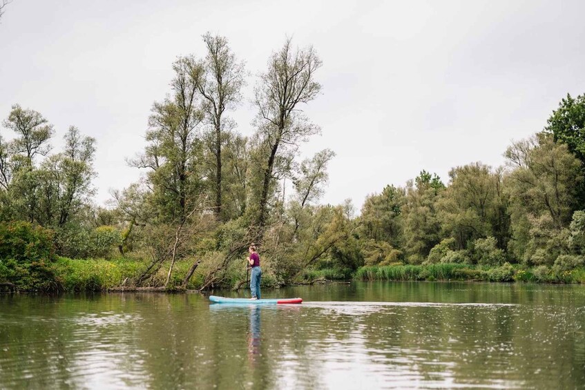 Picture 2 for Activity Biesbosch: SUP Board Rental