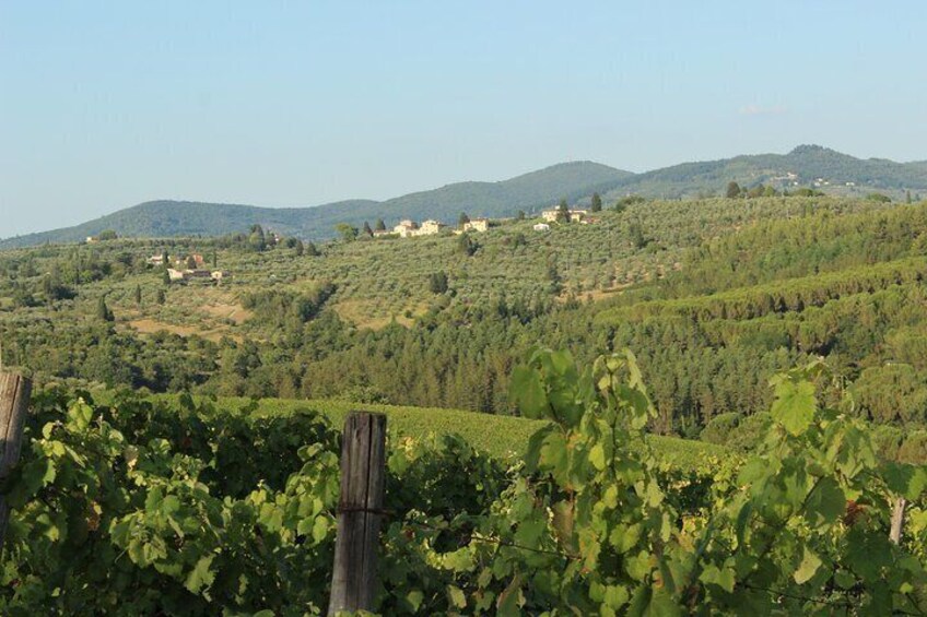 From Florence The Immersive Tuscan Winery Experience