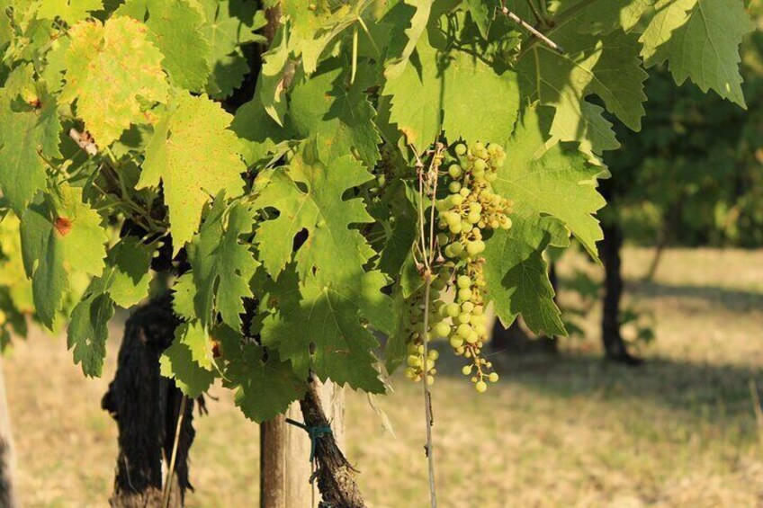 From Florence The Immersive Tuscan Winery Experience