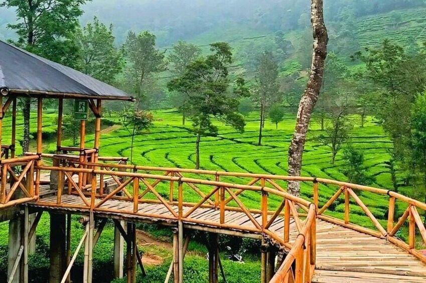 Tea Garden
