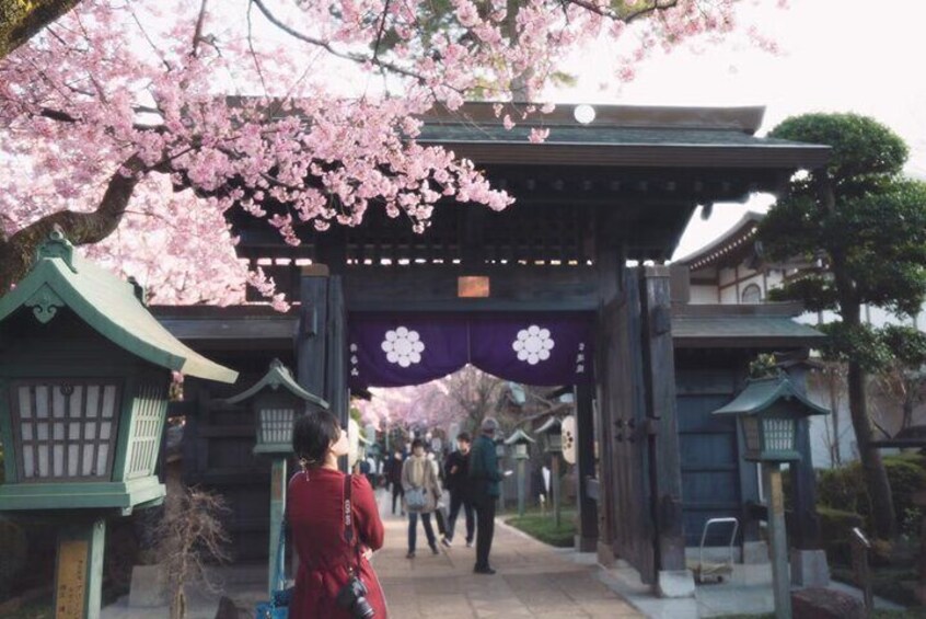 Hakone Private Car Sightseeing Tour