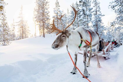 Levi: Lappish Reindeer Sleigh Ride 3 km