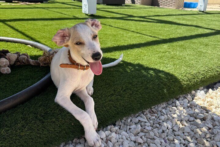 Coffee Cake and Cuddles with Rescue Puppies in a Sea View Villa