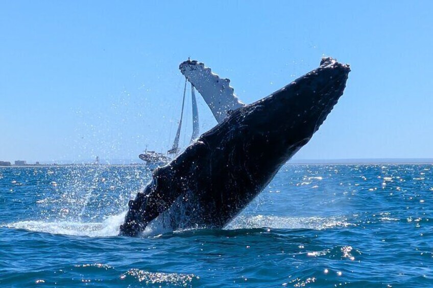 Private Balandra Bay Adventure
