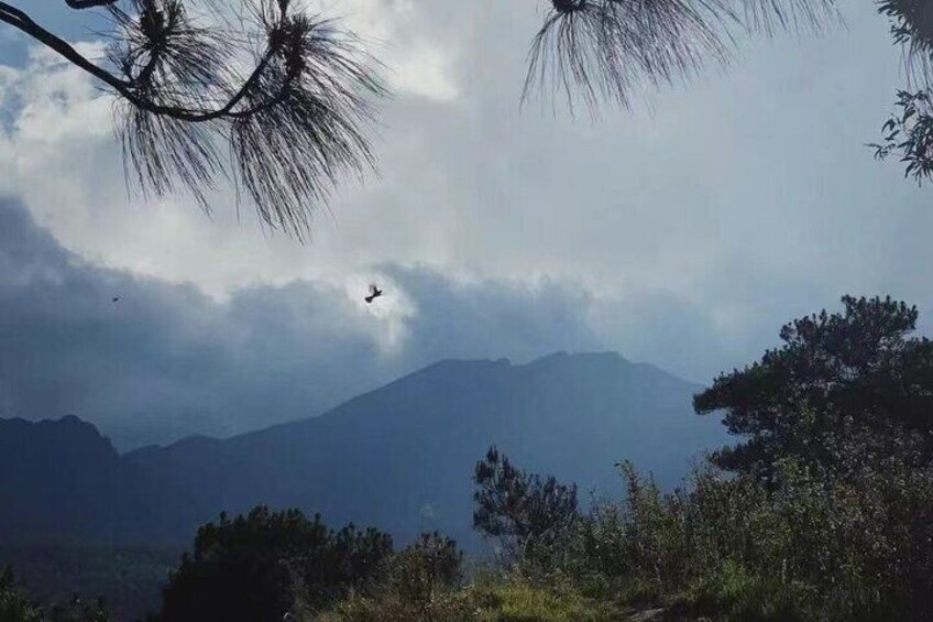 Cangshan mountain with flying bird