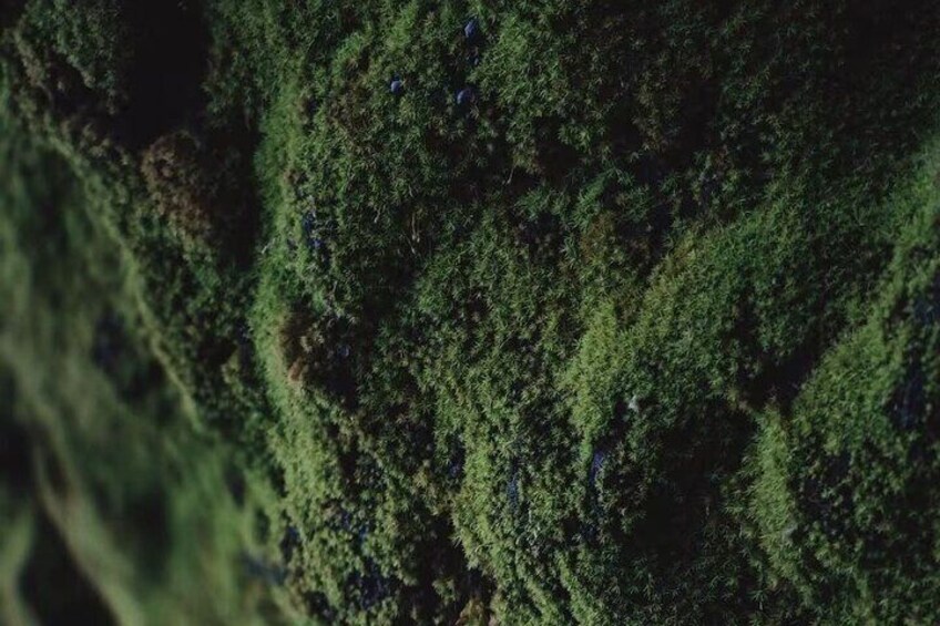 moss like a carpet