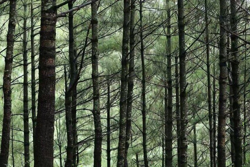 trees on Cangshan
