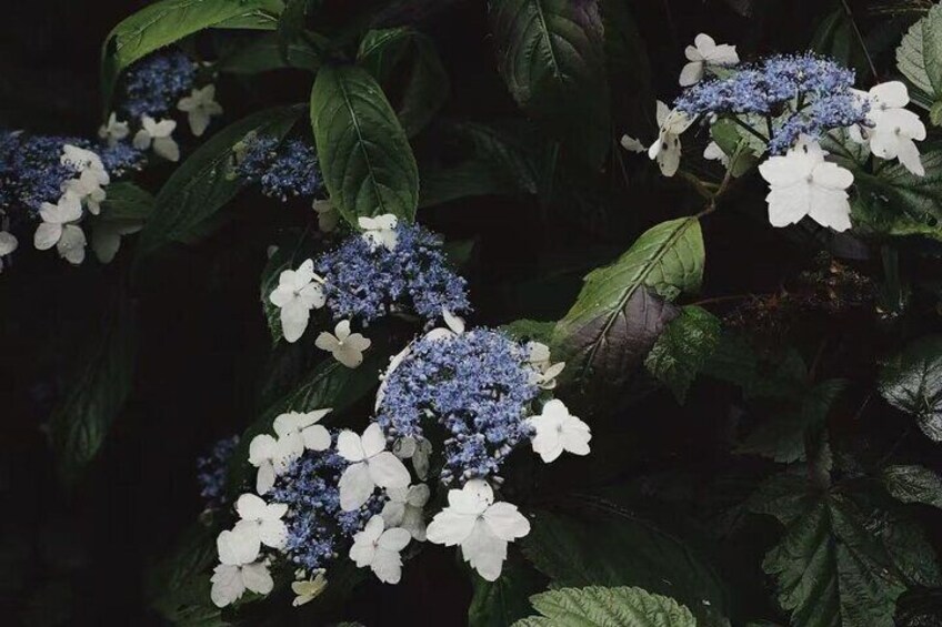 Cangshan flower in summer