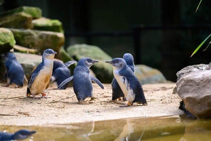 PVT Guided Tour: Sydney Opera House and Featherdale Wildlife Park