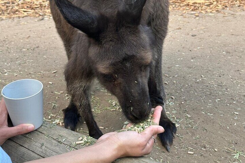 PVT Guided Tour: Sydney Opera House and Featherdale Wildlife Park