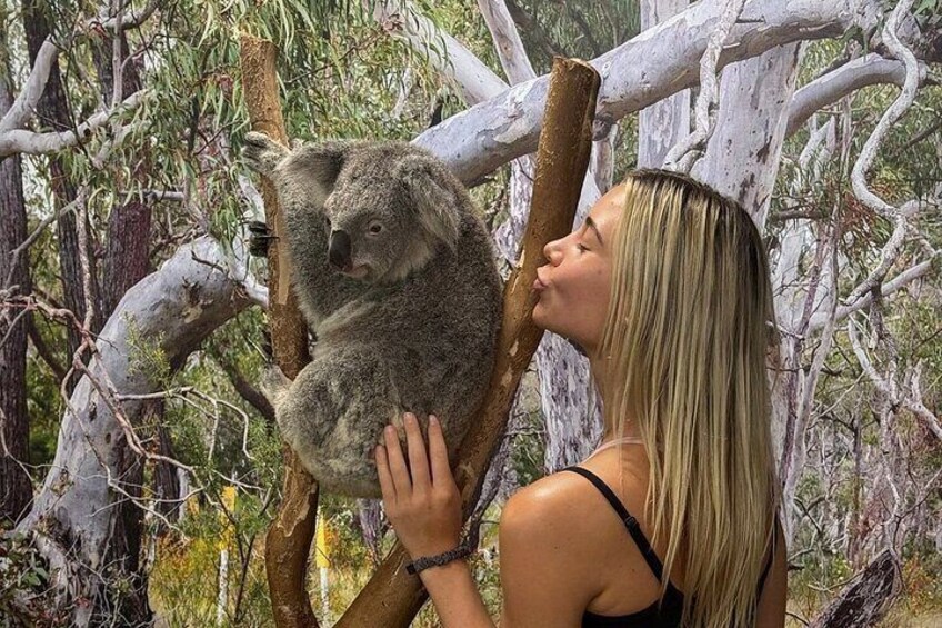 PVT Guided Tour: Sydney Opera House and Featherdale Wildlife Park