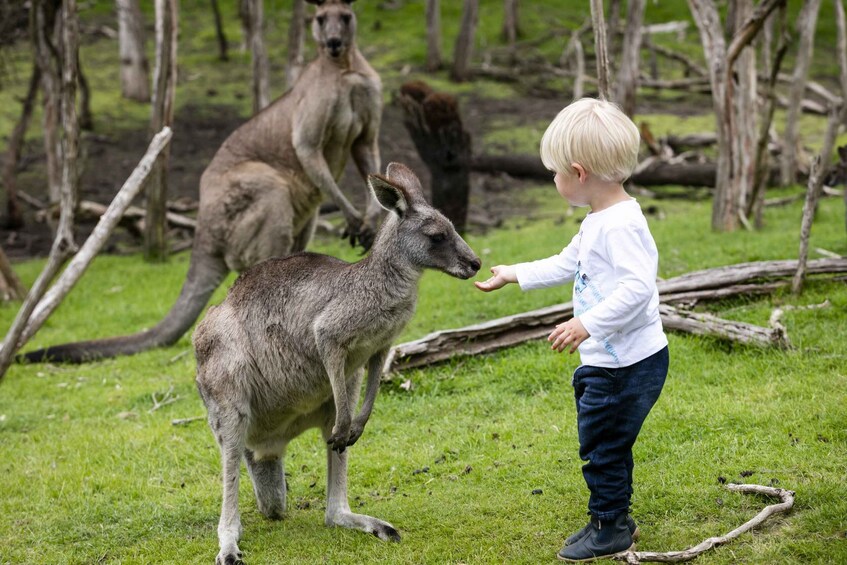 Picture 9 for Activity From Melbourne: Penguin Parade, Koalas & Kangaroos