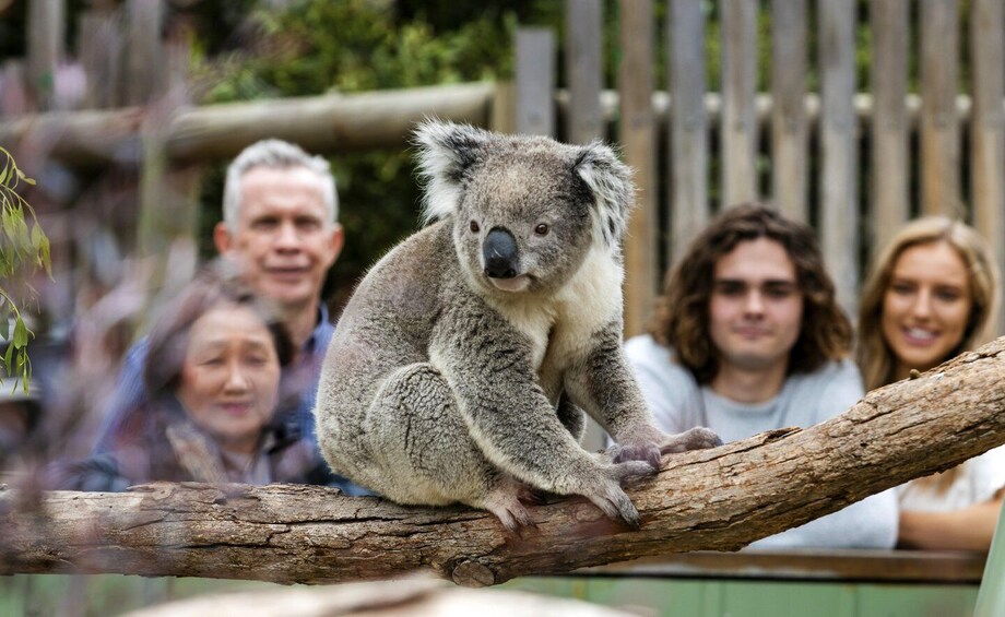 Picture 5 for Activity From Melbourne: Penguin Parade, Koalas & Kangaroos