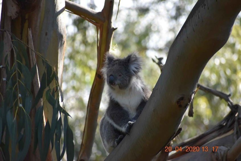 Picture 4 for Activity From Melbourne: Penguin Parade, Koalas & Kangaroos