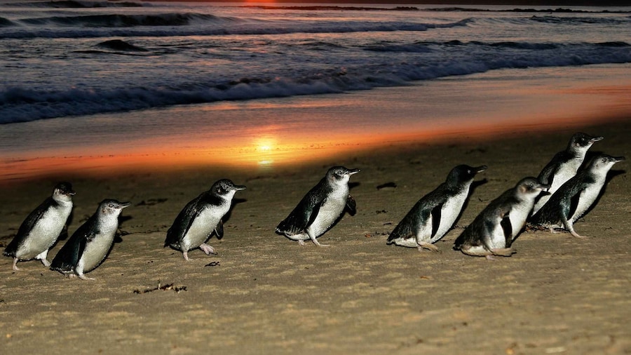 From Melbourne: Penguin Parade, Koalas & Kangaroos