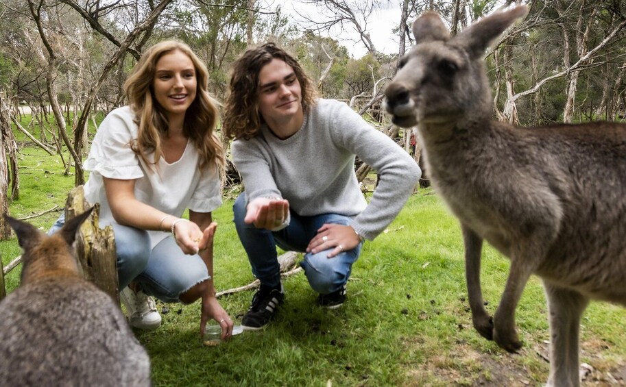 Picture 8 for Activity From Melbourne: Penguin Parade, Koalas & Kangaroos