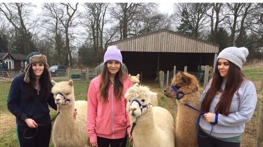 Amsterdam Utrecht Alpaca Trails and Castle Tales