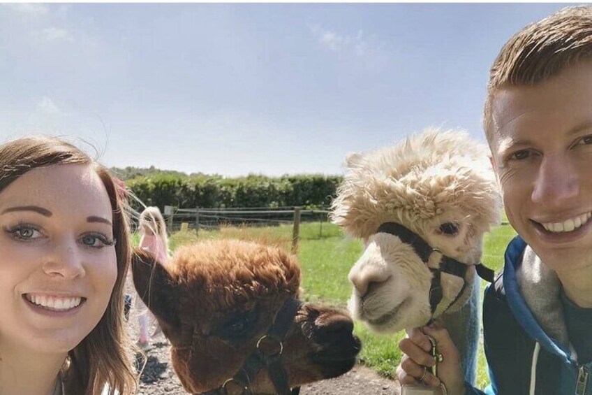 Amsterdam Utrecht Alpaca Trails and Castle Tales