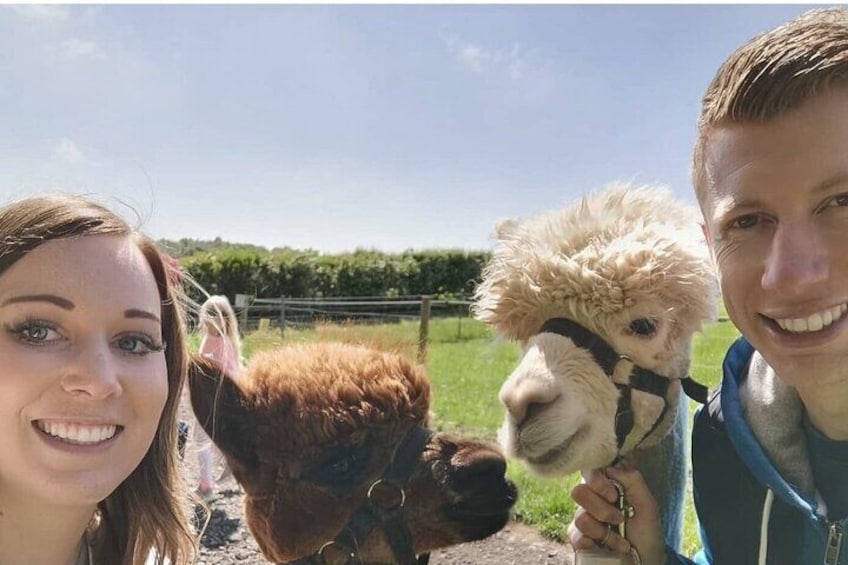 Amsterdam Utrecht Alpaca Trails and Castle Tales