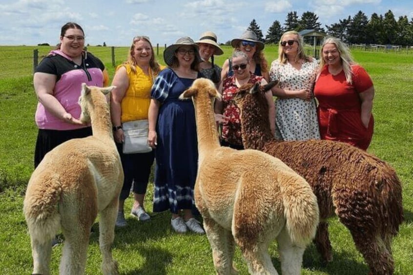 Amsterdam Utrecht Alpaca Trails and Castle Tales