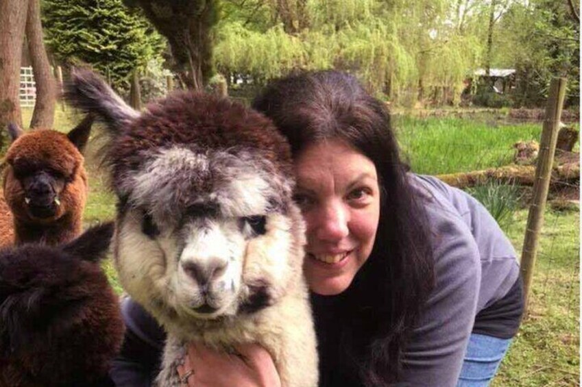Amsterdam Utrecht Alpaca Trails and Castle Tales