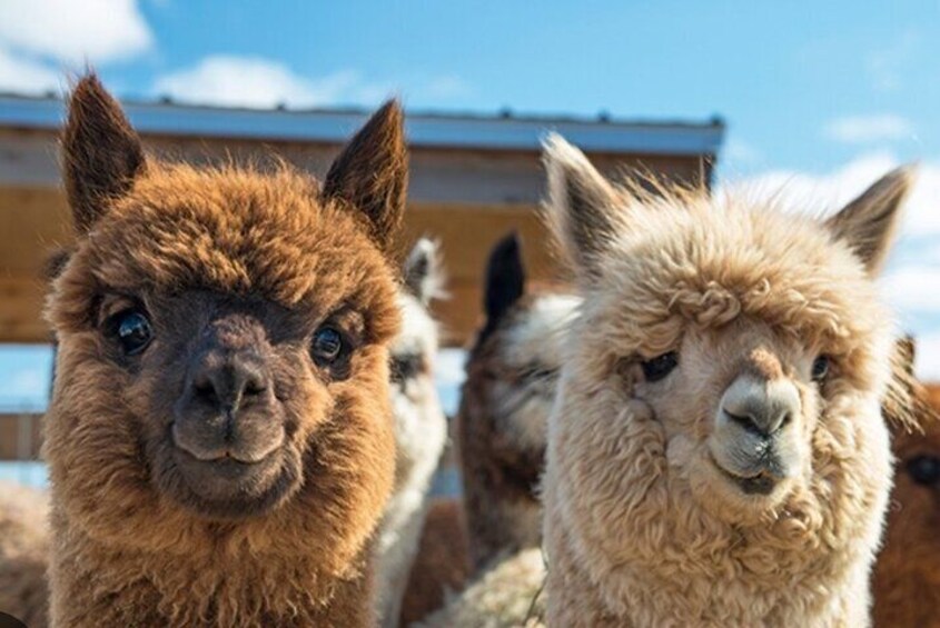 Amsterdam Utrecht Alpaca Trails and Castle Tales