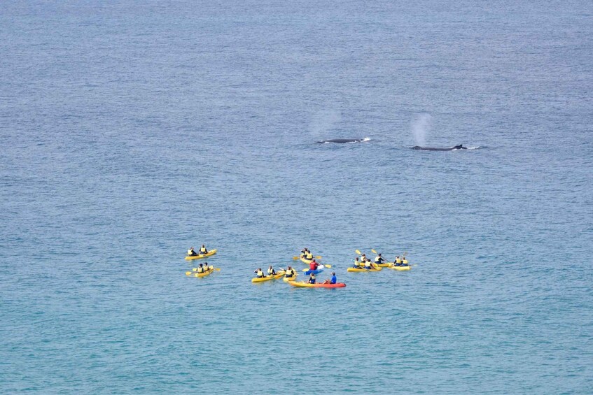 Picture 4 for Activity Whale Watching Ocean Kayak + Great Beach Drive Adventure