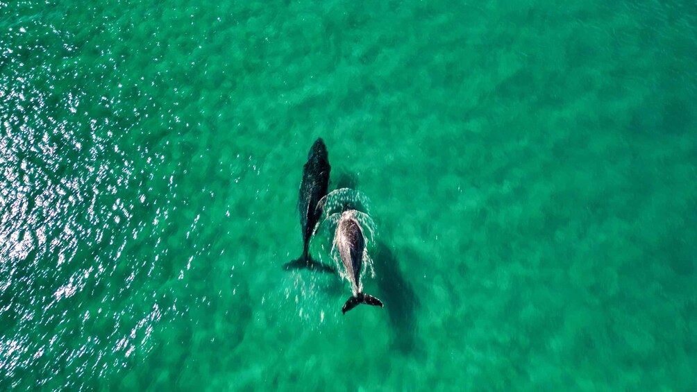 Picture 3 for Activity Whale Watching Ocean Kayak + Great Beach Drive Adventure