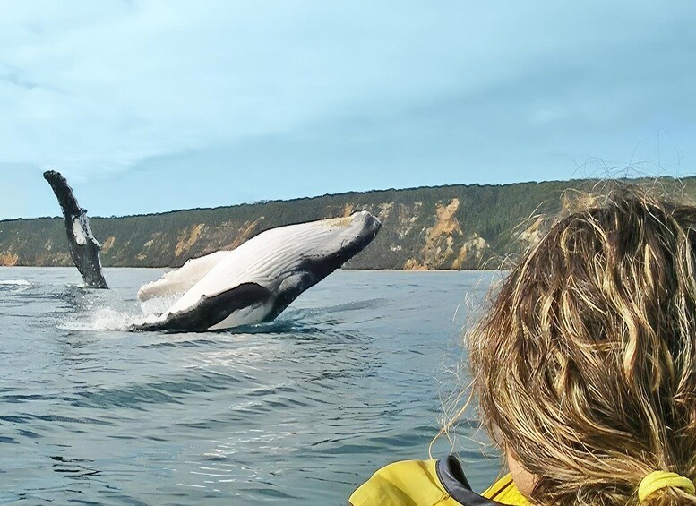 Whale Watching Ocean Kayak + Great Beach Drive Adventure