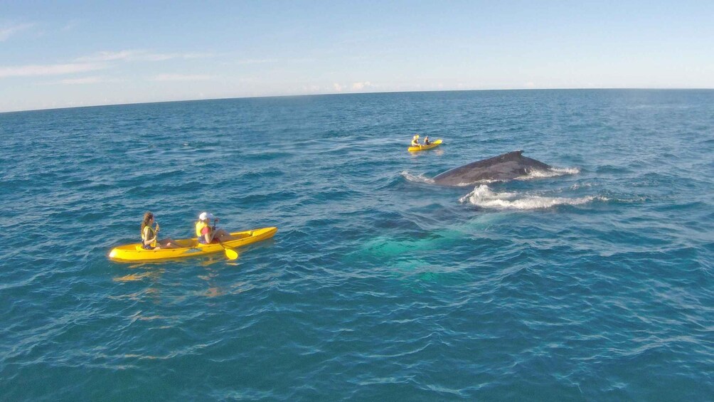 Picture 2 for Activity Whale Watching Ocean Kayak + Great Beach Drive Adventure