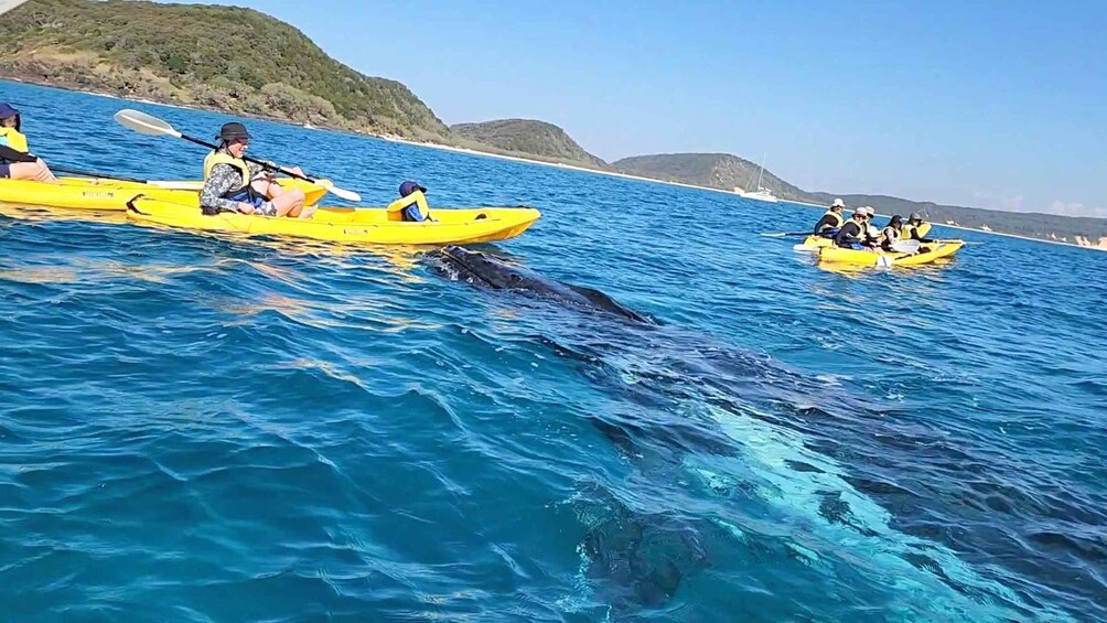 Picture 1 for Activity Whale Watching Ocean Kayak + Great Beach Drive Adventure