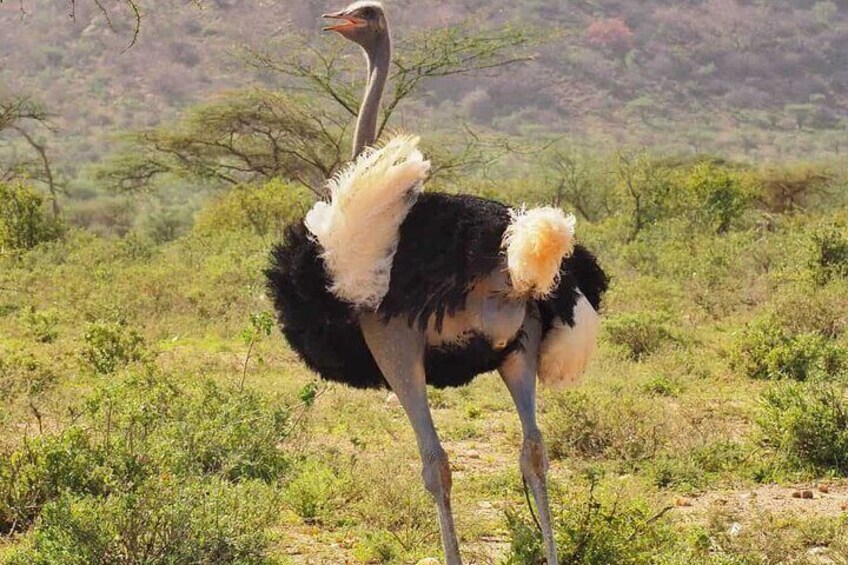 5 Days Aberdares Solio and Samburu Luxury Safari by 4x4 Jeep