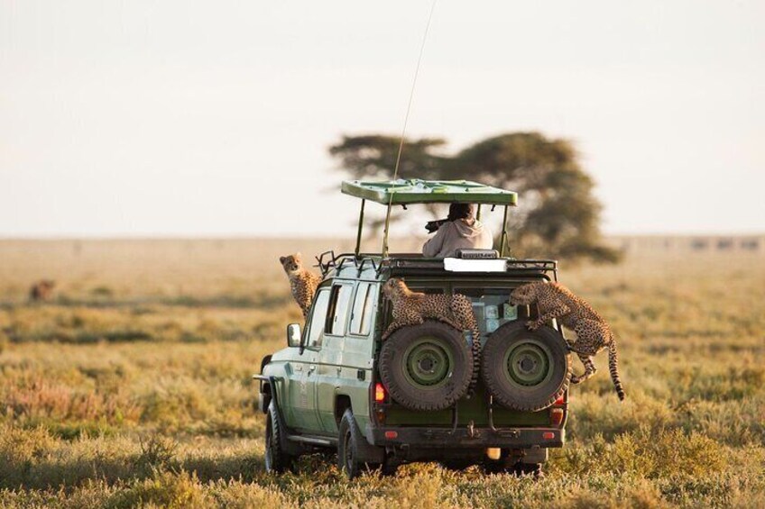 5 Days Aberdares Solio and Samburu Luxury Safari by 4x4 Jeep