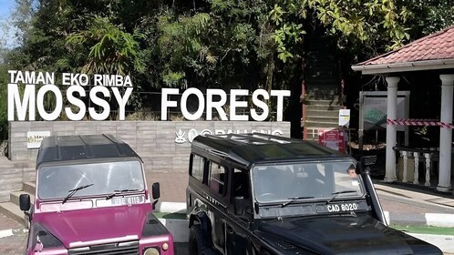 Malaysia Cameron Highlands Mossy Forest Experience Tour