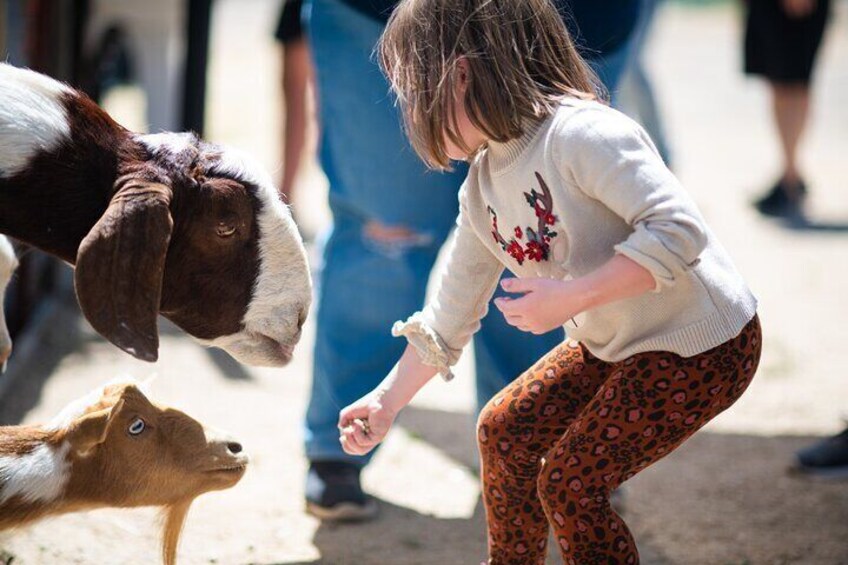Feed our friendly farm animals