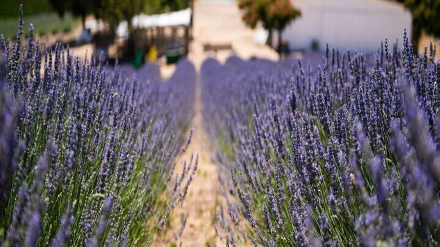 Hambly Lavender Farm in full bloom
