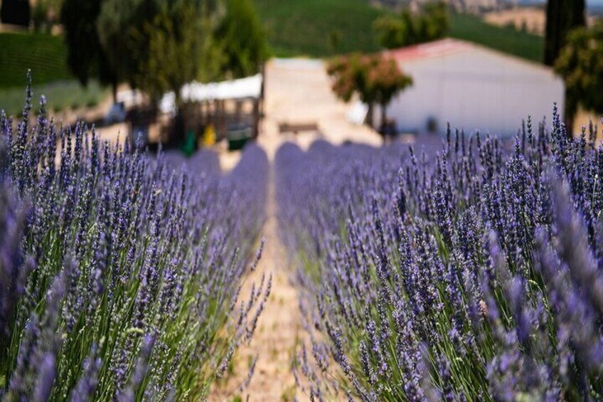 Hambly Lavender Farm in full bloom 