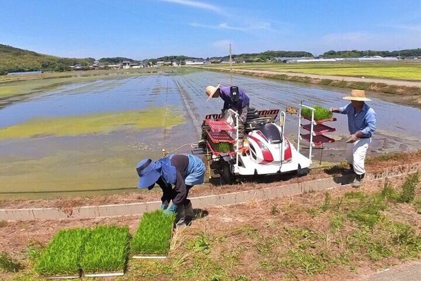 Planting rice seedlings