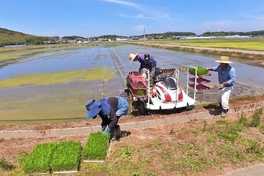 Planting rice seedlings