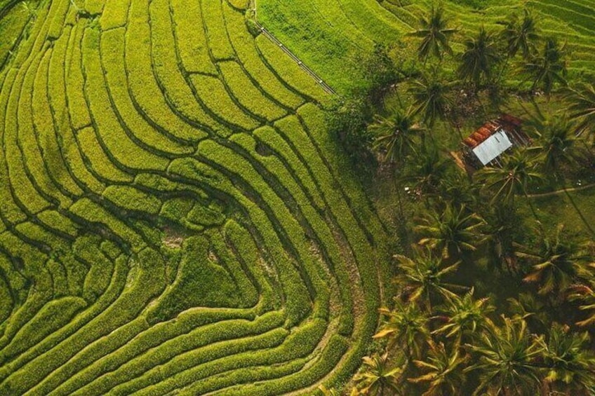 Rice terraces
