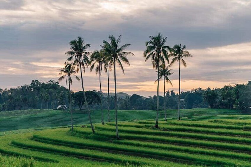 Breathtaking Beauty of Rice terraces of Candijay, Bohol