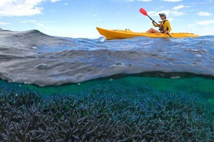 コーラル バイ カヤック - ニンガルー リーフ半日カヤック & シュノーケル ツアー