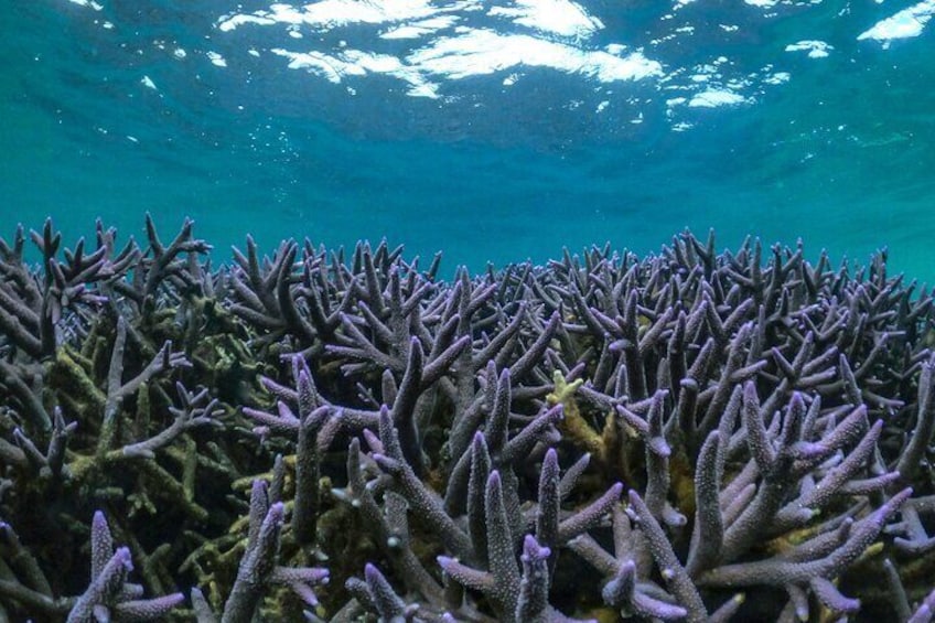 Coral By Kayak - Ningaloo Reef Half Day Kayak & Snorkel Tour