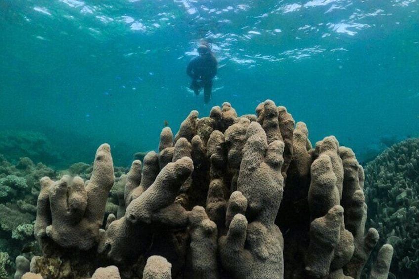 Coral By Kayak - Ningaloo Reef Half Day Kayak & Snorkel Tour