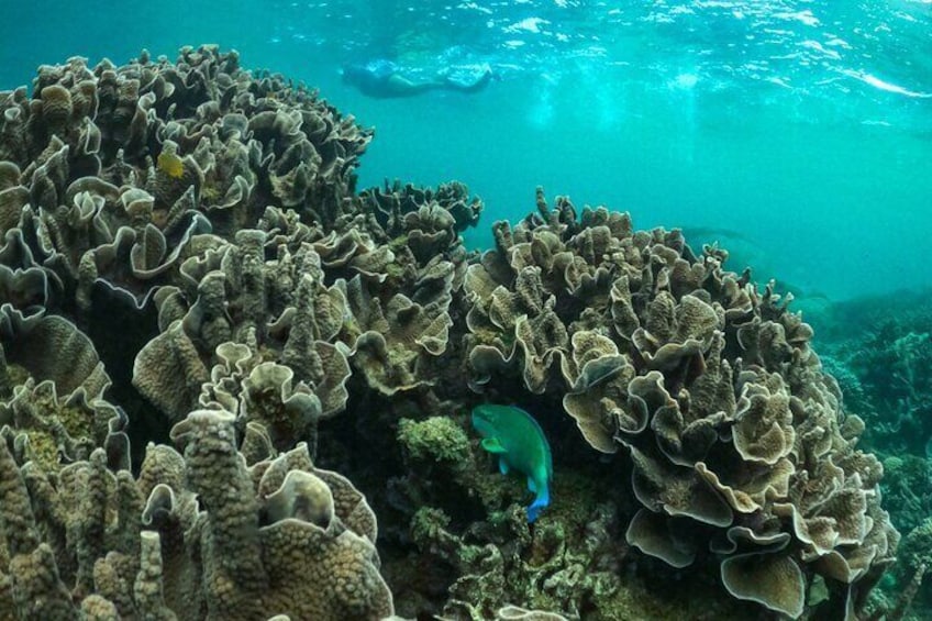 Coral By Kayak - Ningaloo Reef Half Day Kayak & Snorkel Tour