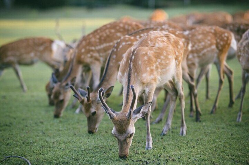 Discover the Timeless Charm and Natural Beauty of Nara