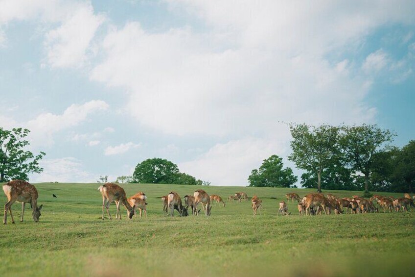 Discover the Timeless Charm and Natural Beauty of Nara