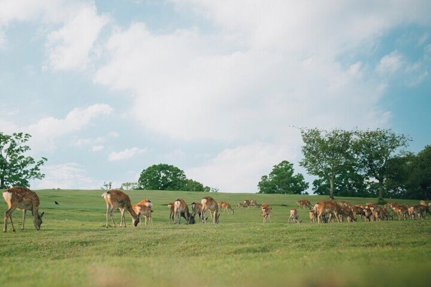 Discover the Timeless Charm and Natural Beauty of Nara