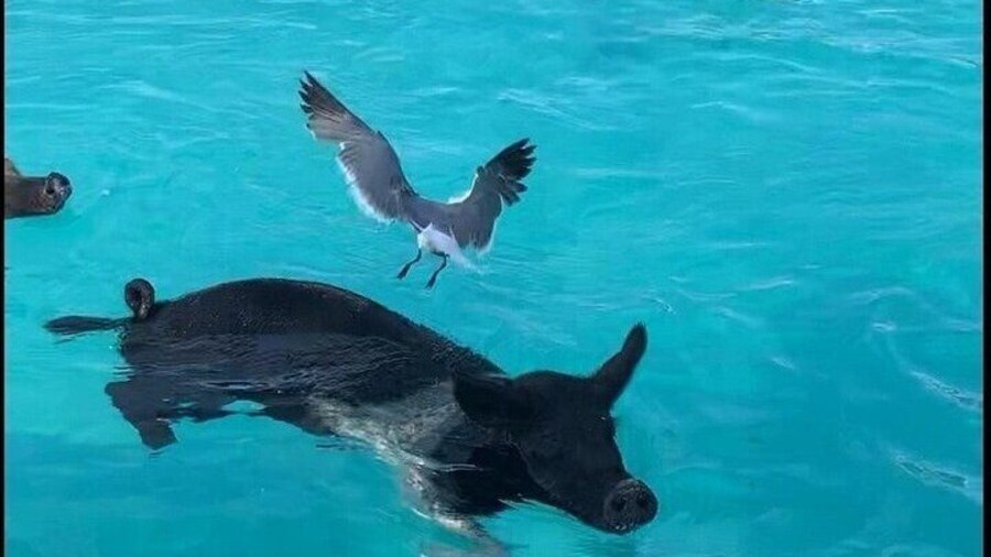 Pigs DO Swim!! Awesome times with family and friends.